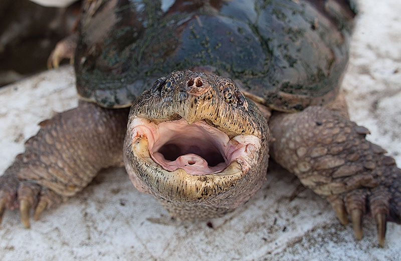 Snapping turtle